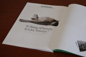 British Journal of Photography nature bird beauty