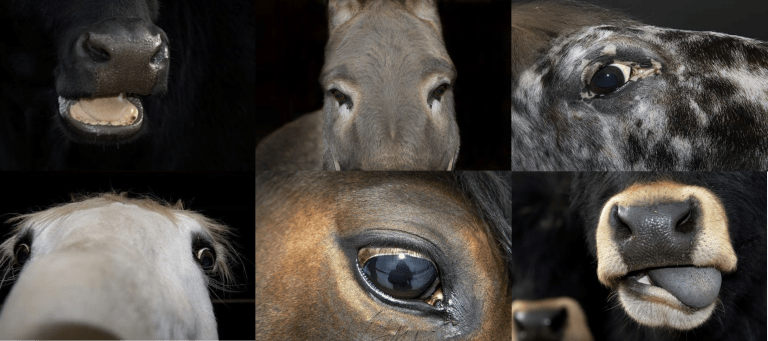 Esko Männikkö horses Deutsch Börse prize photography 