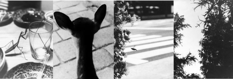 jochen lempert nature animals insects deutch borse prize photography