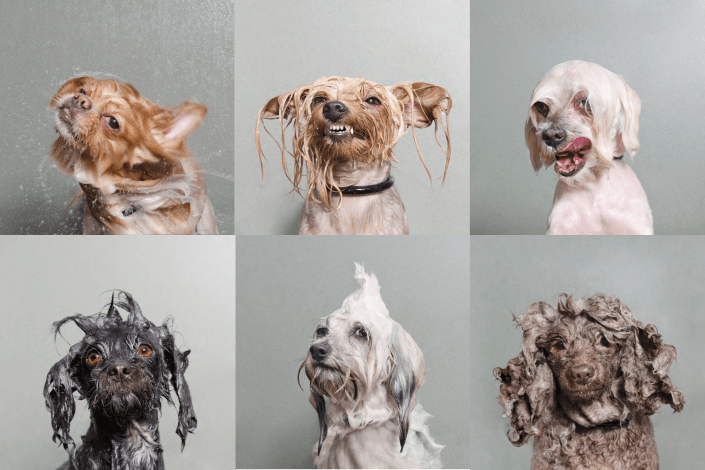 Sophie Gamand wet dog series sony photography portraits