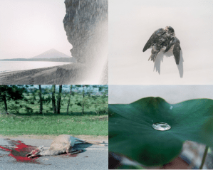 Rinko Kawauchi 4.jpg