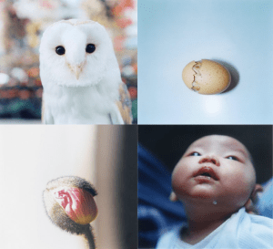 Rinko Kawauchi Aila Japanese photography art