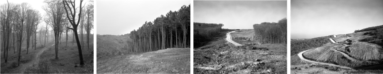 northern forest series.png